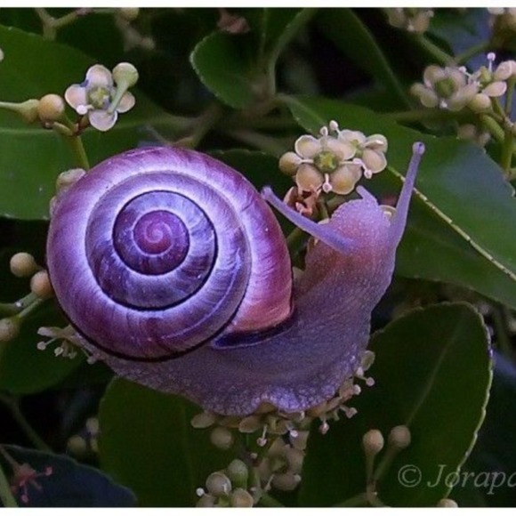 hailtothesnail